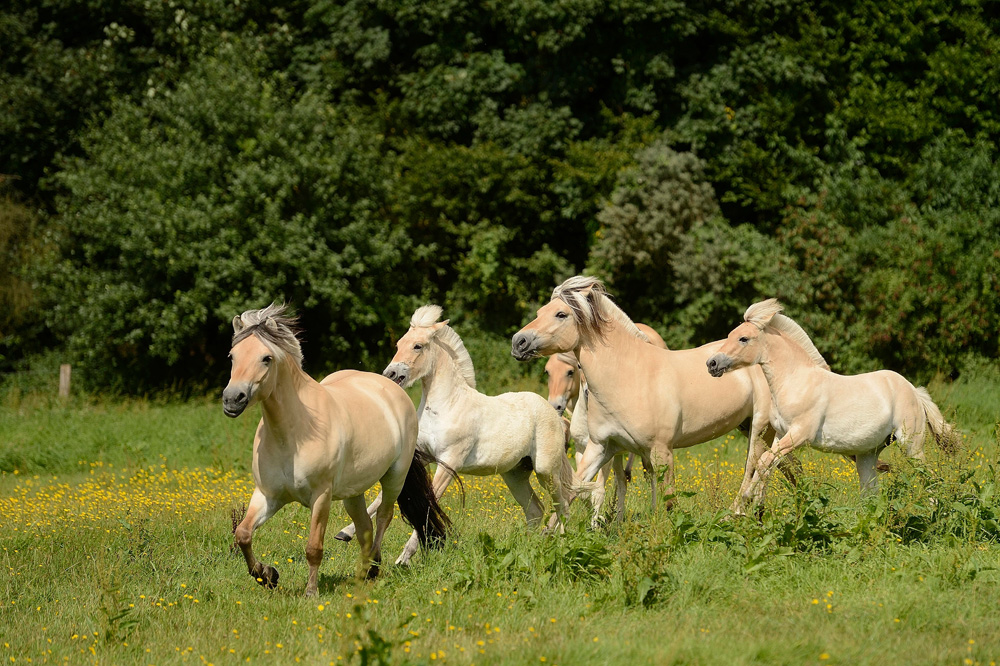 Frühlicher Galopp auf der Weide